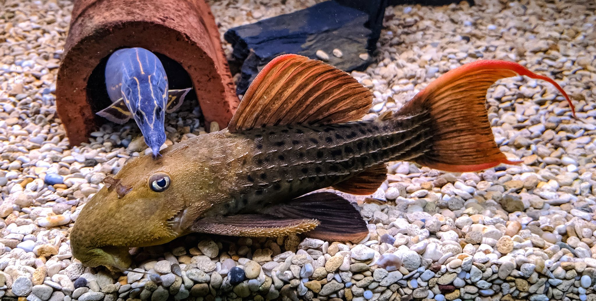 L024 Redfin Cactus Pleco S (min. 2 pcs)