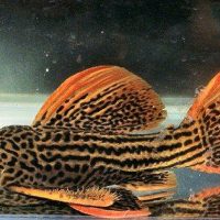 L025c Scarlet Cactus Pleco '7 Pointer' L