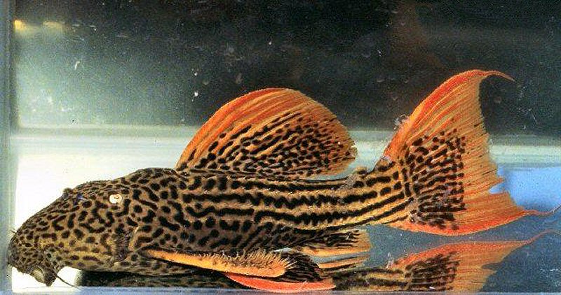 L025c Scarlet Cactus Pleco '7 Pointer' L