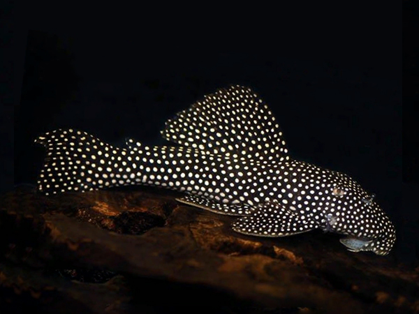 L048 Golden Cloud Pleco M (min. 2 pcs) - Image 3
