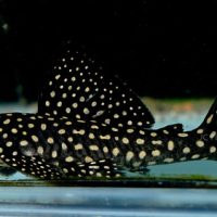 L048 Golden Cloud Pleco M (min. 2 pcs)