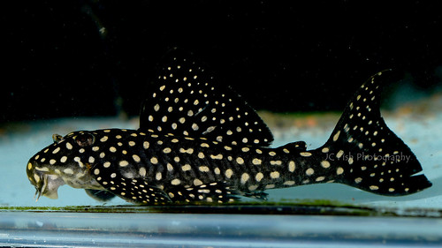 L048 Golden Cloud Pleco M (min. 2 pcs)
