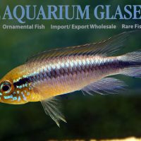 Agassiz’s Apisto - Peru M/L - Wild (min. 15 pcs)