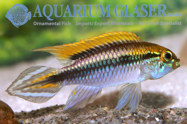 Agassiz’s Apisto - Flamenco M - Wild (min. 15 pcs) - Image 6
