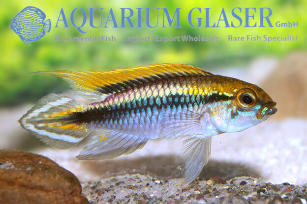 Agassiz’s Apisto - Flamenco M - Wild (min. 15 pcs) - Image 7