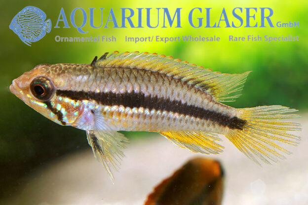 Agassiz’s Apisto - Flamenco M - Wild (min. 15 pcs) - Image 8