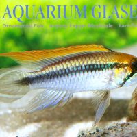 Agassiz’s Apisto - Flamenco M - Wild (min. 15 pcs)