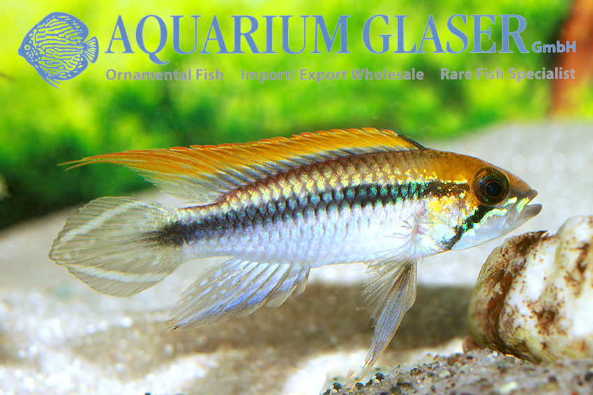 Agassiz’s Apisto - Flamenco M - Wild (min. 15 pcs)