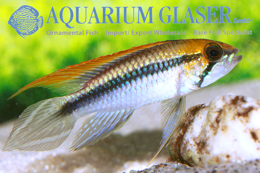Agassiz’s Apisto - Flamenco M - Wild (min. 15 pcs) - Image 2