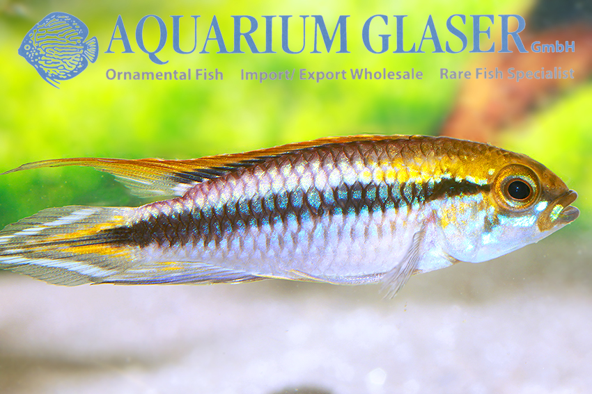 Agassiz’s Apisto - Flamenco M - Wild (min. 15 pcs) - Image 3