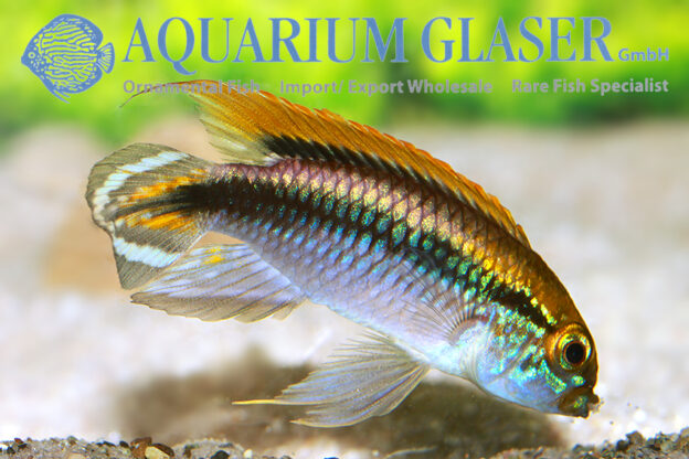 Agassiz’s Apisto - Flamenco M - Wild (min. 15 pcs) - Image 4