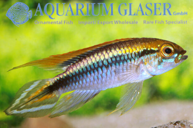 Agassiz’s Apisto - Flamenco M - Wild (min. 15 pcs) - Image 5