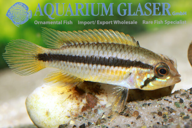 Agassiz’s Apisto - Flamenco M - Wild (min. 15 pcs) - Image 9
