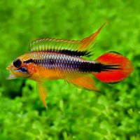 Agassiz’s Apisto - Double Red L (min. 15 pcs)