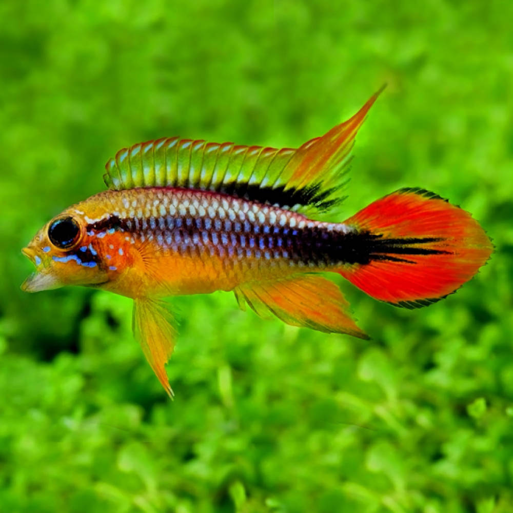 Agassiz’s Apisto - Double Red L (min. 15 pcs)