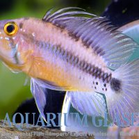 Sunset Apisto M/L - Wild (min. 12 pcs)
