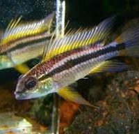 Banded Apisto - Yellow Napo M/L - Wild (min. 10 pcs)