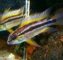 Banded Apisto - Yellow Napo M/L - Wild (min. 10 pcs)