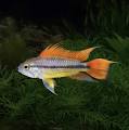Cockatoo Apisto - Triple Orange M/L (min. 15 pcs)