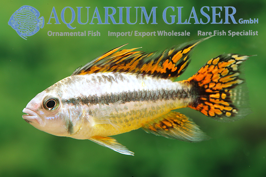 Cockatoo Apisto - Double Red M/L (min. 15 pcs) - Image 2