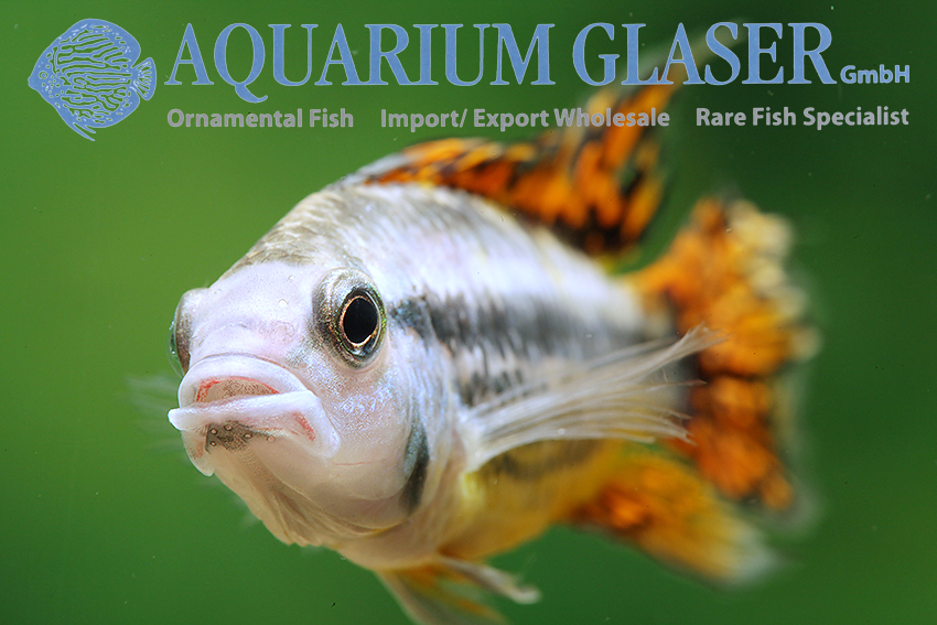 Cockatoo Apisto - Double Red M/L (min. 15 pcs) - Image 3