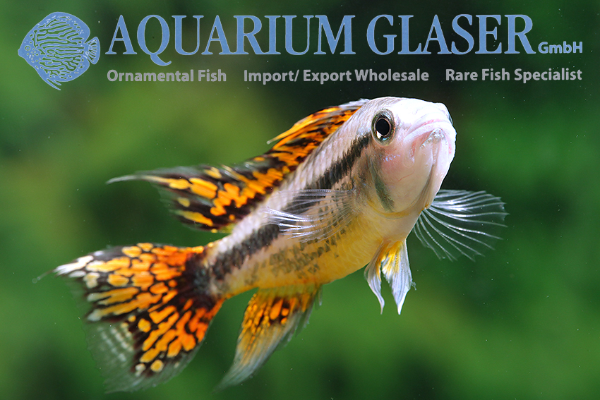 Cockatoo Apisto - Double Red M/L (min. 15 pcs) - Image 4