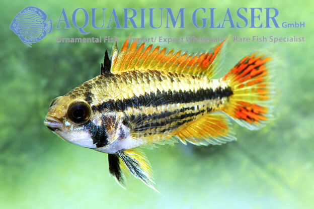Cockatoo Apisto - Double Red M/L (min. 15 pcs) - Image 5