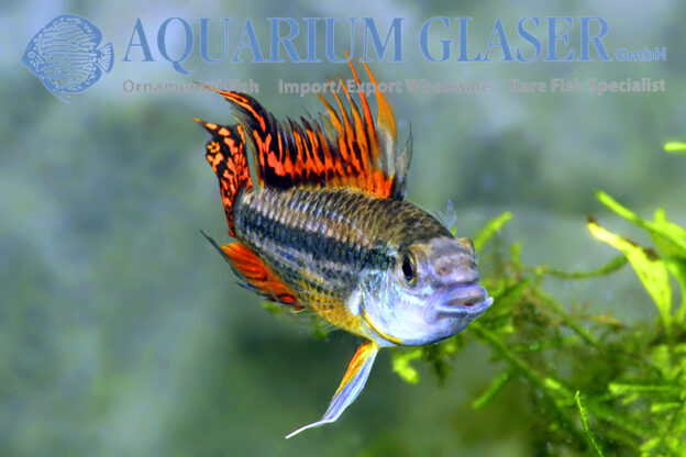 Cockatoo Apisto - Double Red M/L (min. 15 pcs) - Image 13