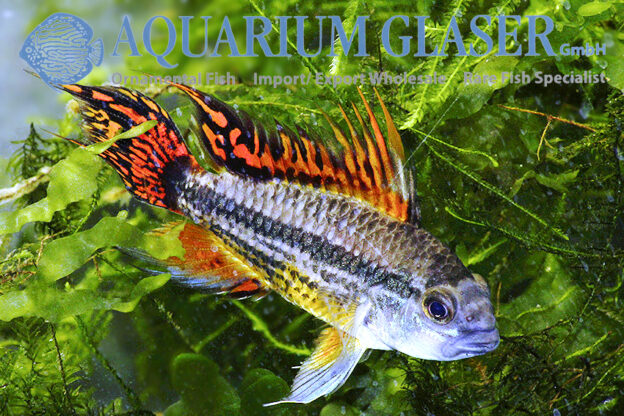 Cockatoo Apisto - Double Red M/L (min. 15 pcs) - Image 14