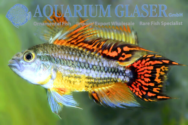 Cockatoo Apisto - Double Red M/L (min. 15 pcs) - Image 15