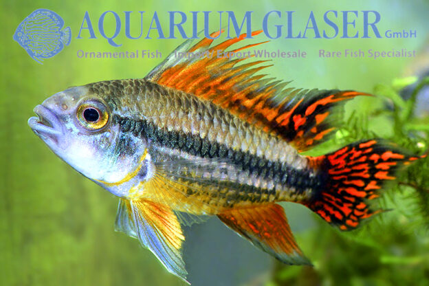 Cockatoo Apisto - Double Red M/L (min. 15 pcs) - Image 6