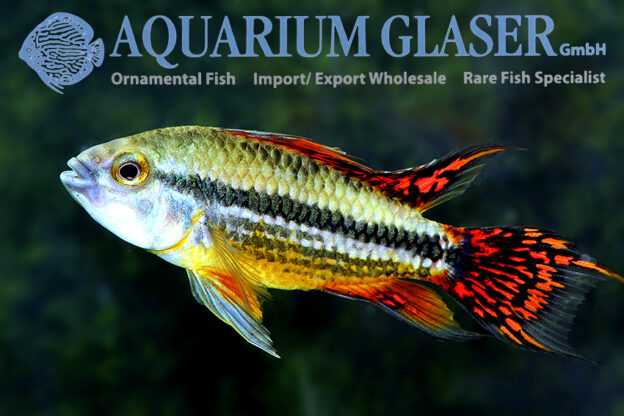 Cockatoo Apisto - Double Red M/L (min. 15 pcs) - Image 7