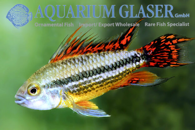 Cockatoo Apisto - Double Red M/L (min. 15 pcs) - Image 8
