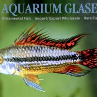 Cockatoo Apisto - Double Red M/L (min. 15 pcs)