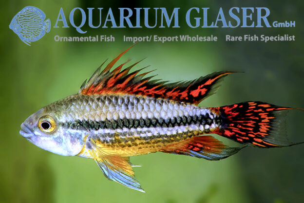 Cockatoo Apisto - Double Red M/L (min. 15 pcs)