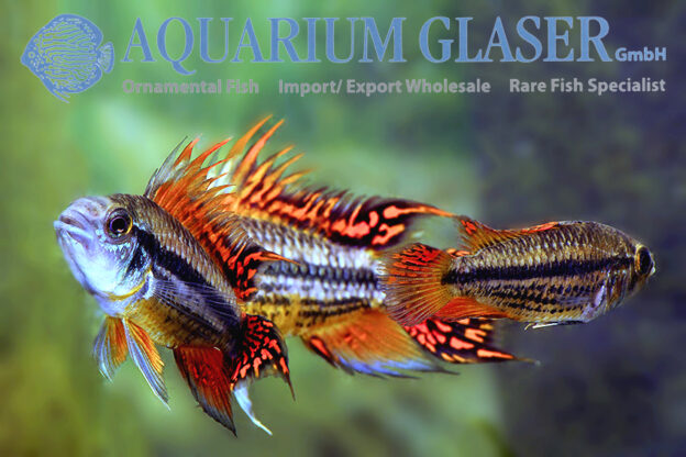 Cockatoo Apisto - Double Red M/L (min. 15 pcs) - Image 9