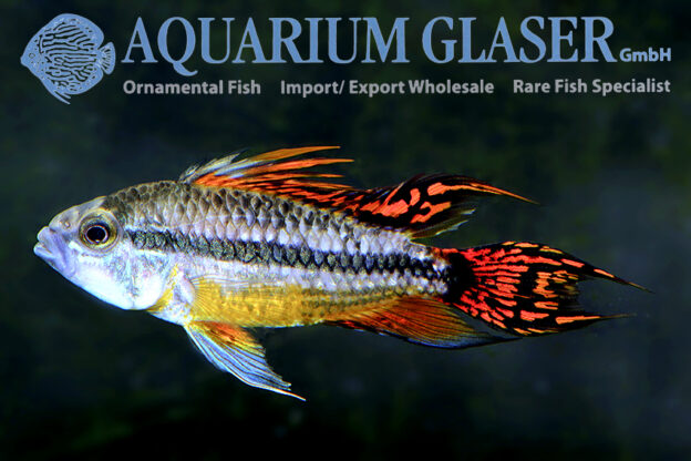 Cockatoo Apisto - Double Red M/L (min. 15 pcs) - Image 10