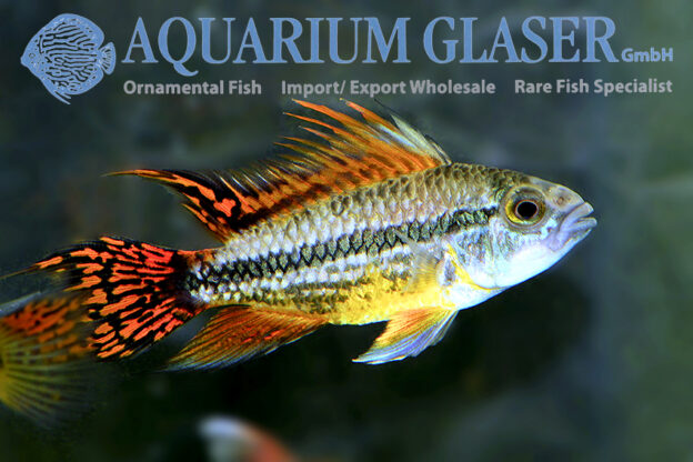 Cockatoo Apisto - Double Red M/L (min. 15 pcs) - Image 11