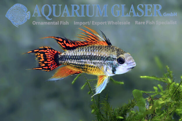 Cockatoo Apisto - Double Red M/L (min. 15 pcs) - Image 12