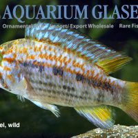 Parrot Apisto M/L - Wild (min. 10 pcs)