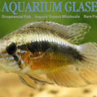 Elizabeth's Apisto - Red Belly S/M (min. 10 pcs)