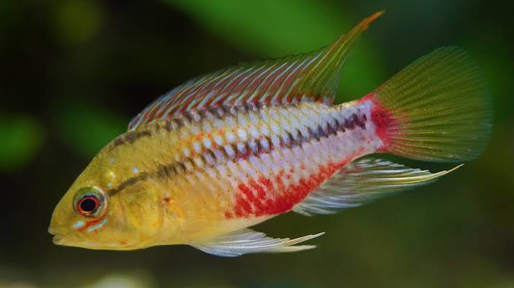 Hongslo's Dwarf Cichlid S (min. 25 pcs) - Image 2