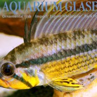 Black-chin Apisto M/L - Wild (min. 15 pcs)