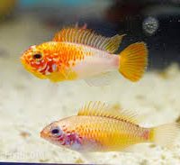 Macmasteri Apisto - Gold M/L (min. 12 pcs)