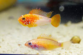Macmasteri Apisto - Gold M/L (min. 12 pcs)