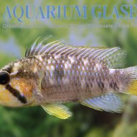 Barlow's Apisto XL (min. 6 pcs)