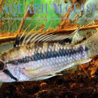 Norbert's Apisto L/XL - Wild (min. 10 pcs)