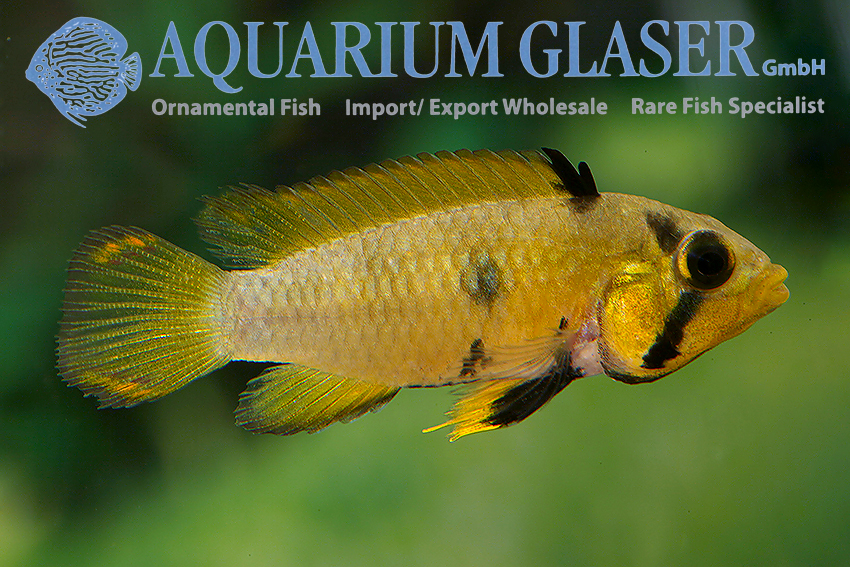 Blue Panda Apisto L - Wild (min. 10 pcs) - Image 2