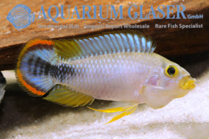 Blue Panda Apisto L - Wild (min. 10 pcs) - Image 9