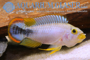 Blue Panda Apisto L - Wild (min. 10 pcs) - Image 11